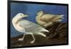 Glaucous Gull-John James Audubon-Framed Giclee Print