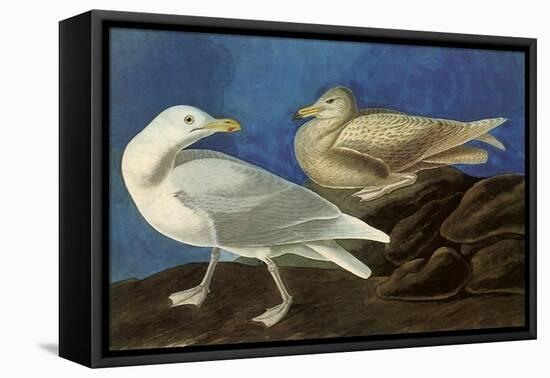 Glaucous Gull-John James Audubon-Framed Stretched Canvas