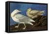 Glaucous Gull-John James Audubon-Framed Stretched Canvas