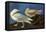 Glaucous Gull-John James Audubon-Framed Stretched Canvas