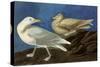 Glaucous Gull-John James Audubon-Stretched Canvas