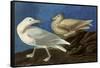 Glaucous Gull-John James Audubon-Framed Stretched Canvas