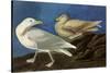 Glaucous Gull-John James Audubon-Stretched Canvas