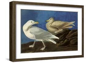 Glaucous Gull-John James Audubon-Framed Giclee Print