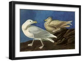 Glaucous Gull-John James Audubon-Framed Giclee Print