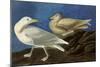 Glaucous Gull-John James Audubon-Mounted Giclee Print