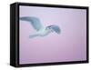 Glaucous-Winged Gull Flying Against Pre-Dawn Sky, Homer, Alaska, USA-Arthur Morris-Framed Stretched Canvas