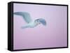 Glaucous-Winged Gull Flying Against Pre-Dawn Sky, Homer, Alaska, USA-Arthur Morris-Framed Stretched Canvas