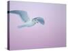 Glaucous-Winged Gull Flying Against Pre-Dawn Sky, Homer, Alaska, USA-Arthur Morris-Stretched Canvas