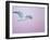 Glaucous-Winged Gull Flying Against Pre-Dawn Sky, Homer, Alaska, USA-Arthur Morris-Framed Photographic Print