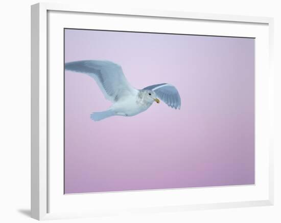 Glaucous-Winged Gull Flying Against Pre-Dawn Sky, Homer, Alaska, USA-Arthur Morris-Framed Photographic Print