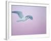 Glaucous-Winged Gull Flying Against Pre-Dawn Sky, Homer, Alaska, USA-Arthur Morris-Framed Photographic Print