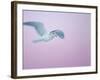 Glaucous-Winged Gull Flying Against Pre-Dawn Sky, Homer, Alaska, USA-Arthur Morris-Framed Photographic Print