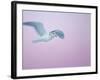 Glaucous-Winged Gull Flying Against Pre-Dawn Sky, Homer, Alaska, USA-Arthur Morris-Framed Photographic Print