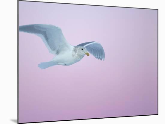 Glaucous-Winged Gull Flying Against Pre-Dawn Sky, Homer, Alaska, USA-Arthur Morris-Mounted Photographic Print