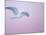 Glaucous-Winged Gull Flying Against Pre-Dawn Sky, Homer, Alaska, USA-Arthur Morris-Mounted Photographic Print