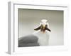 Glaucous-Winged Gull with Purple Sea Star, Stanley Park, British Columbia, Canada-Paul Colangelo-Framed Photographic Print