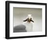 Glaucous-Winged Gull with Purple Sea Star, Stanley Park, British Columbia, Canada-Paul Colangelo-Framed Photographic Print