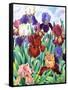 Glemsford Irises-Christopher Ryland-Framed Stretched Canvas