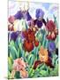 Glemsford Irises-Christopher Ryland-Mounted Giclee Print