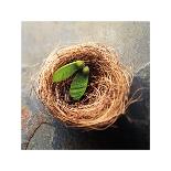 Nest 2-Glen and Gayle Wans-Giclee Print