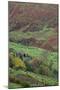 Glenballyemon, County Antrim, Ulster, Northern Ireland, United Kingdom, Europe-Carsten Krieger-Mounted Photographic Print