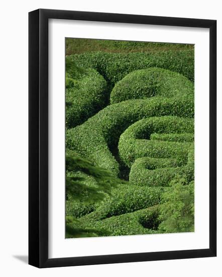 Glendurgan Maze, Cornwall, England, United Kingdom, Europe-Woolfitt Adam-Framed Photographic Print