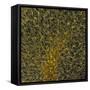 Glial Cells, Confocal Light Micrograph-Thomas Deerinck-Framed Stretched Canvas