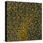 Glial Cells, Confocal Light Micrograph-Thomas Deerinck-Stretched Canvas