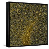 Glial Cells, Confocal Light Micrograph-Thomas Deerinck-Framed Stretched Canvas