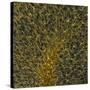 Glial Cells, Confocal Light Micrograph-Thomas Deerinck-Stretched Canvas