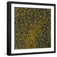 Glial Cells, Confocal Light Micrograph-Thomas Deerinck-Framed Premium Photographic Print