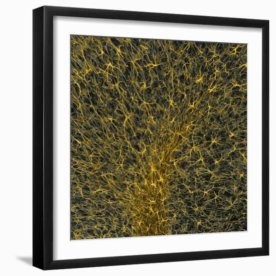 Glial Cells, Confocal Light Micrograph-Thomas Deerinck-Framed Premium Photographic Print