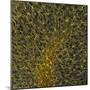 Glial Cells, Confocal Light Micrograph-Thomas Deerinck-Mounted Premium Photographic Print