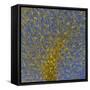 Glial Cells, Confocal Light Micrograph-Thomas Deerinck-Framed Stretched Canvas