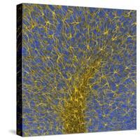 Glial Cells, Confocal Light Micrograph-Thomas Deerinck-Stretched Canvas