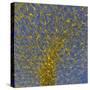 Glial Cells, Confocal Light Micrograph-Thomas Deerinck-Stretched Canvas