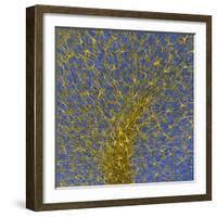 Glial Cells, Confocal Light Micrograph-Thomas Deerinck-Framed Premium Photographic Print