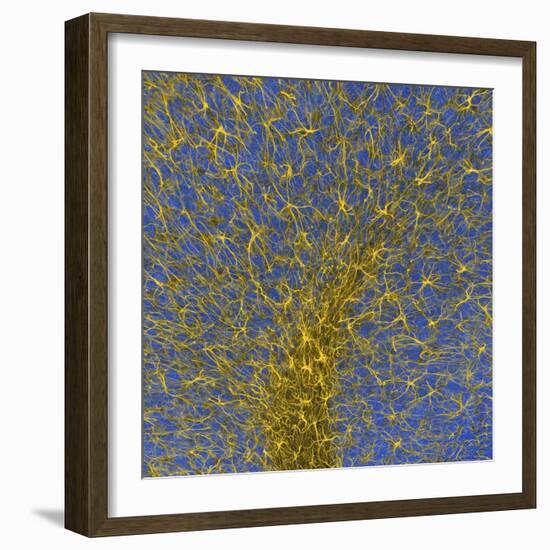 Glial Cells, Confocal Light Micrograph-Thomas Deerinck-Framed Premium Photographic Print