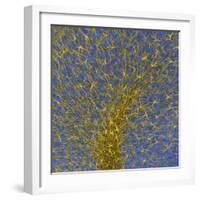 Glial Cells, Confocal Light Micrograph-Thomas Deerinck-Framed Premium Photographic Print