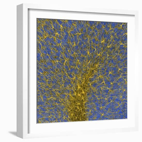 Glial Cells, Confocal Light Micrograph-Thomas Deerinck-Framed Premium Photographic Print