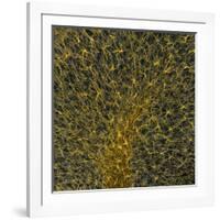 Glial Cells, Confocal Light Micrograph-Thomas Deerinck-Framed Photographic Print