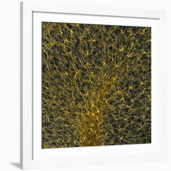 Glial Cells, Confocal Light Micrograph-Thomas Deerinck-Framed Photographic Print