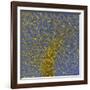 Glial Cells, Confocal Light Micrograph-Thomas Deerinck-Framed Photographic Print