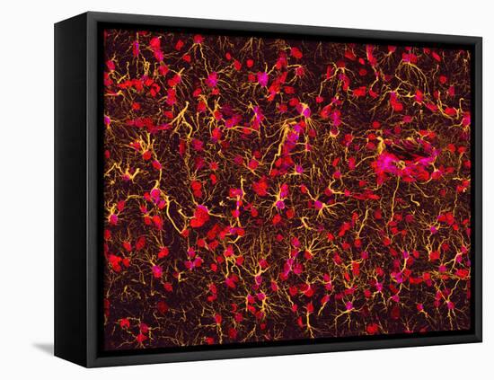 Glial Cells-Thomas Deerinck-Framed Stretched Canvas