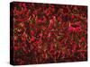 Glial Cells-Thomas Deerinck-Stretched Canvas