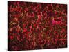 Glial Cells-Thomas Deerinck-Stretched Canvas