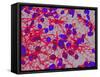 Glial Cells-Thomas Deerinck-Framed Stretched Canvas