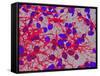 Glial Cells-Thomas Deerinck-Framed Stretched Canvas