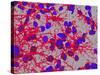 Glial Cells-Thomas Deerinck-Stretched Canvas